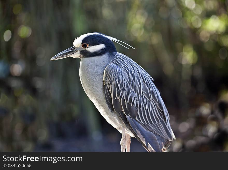 Yellow Crowned Night Heron (Nyctanassa Violacea)