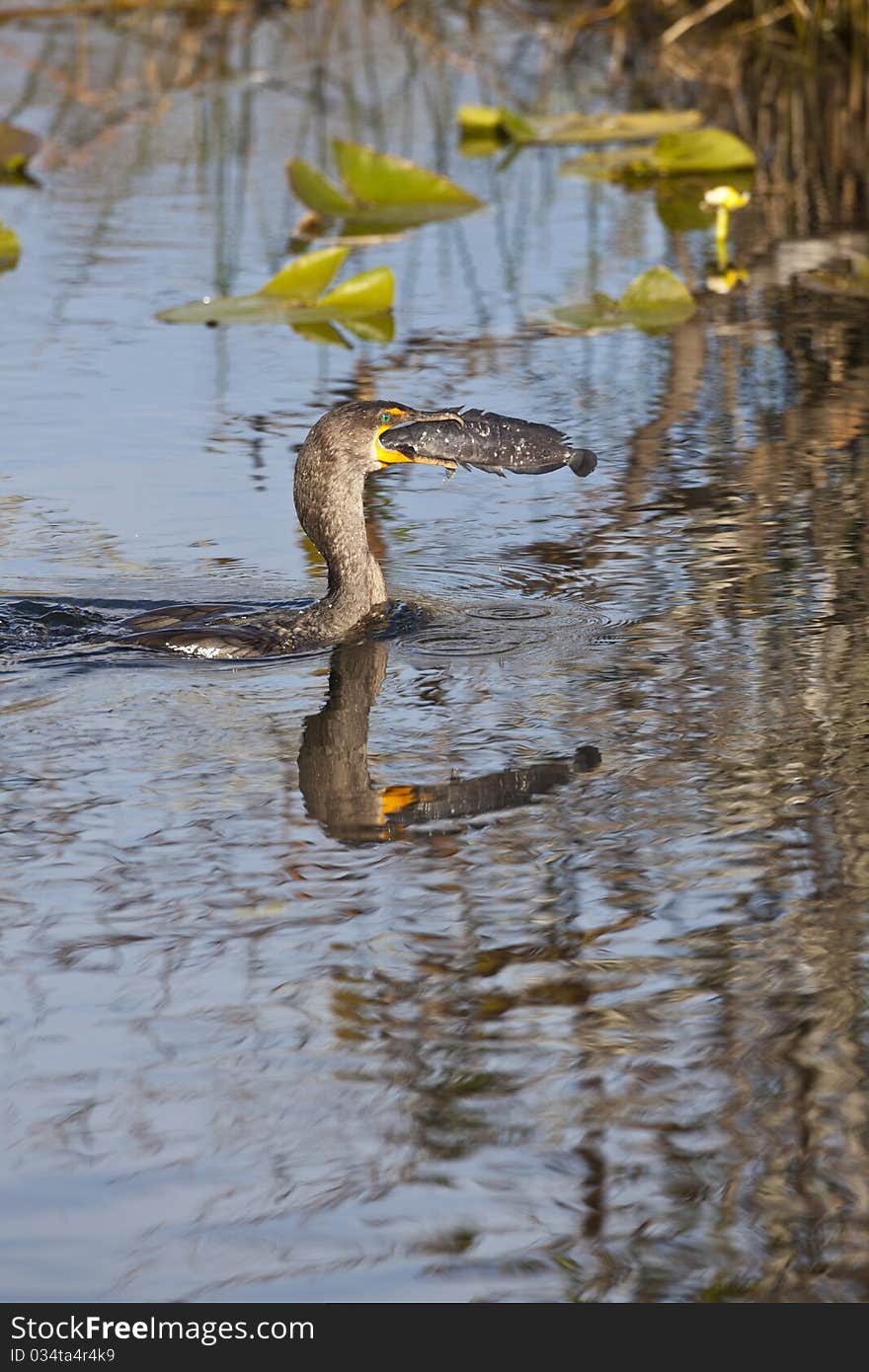 Great Cormorant (Phalacrocorax carbo) in Everglades National park in Florida having just caught a fish