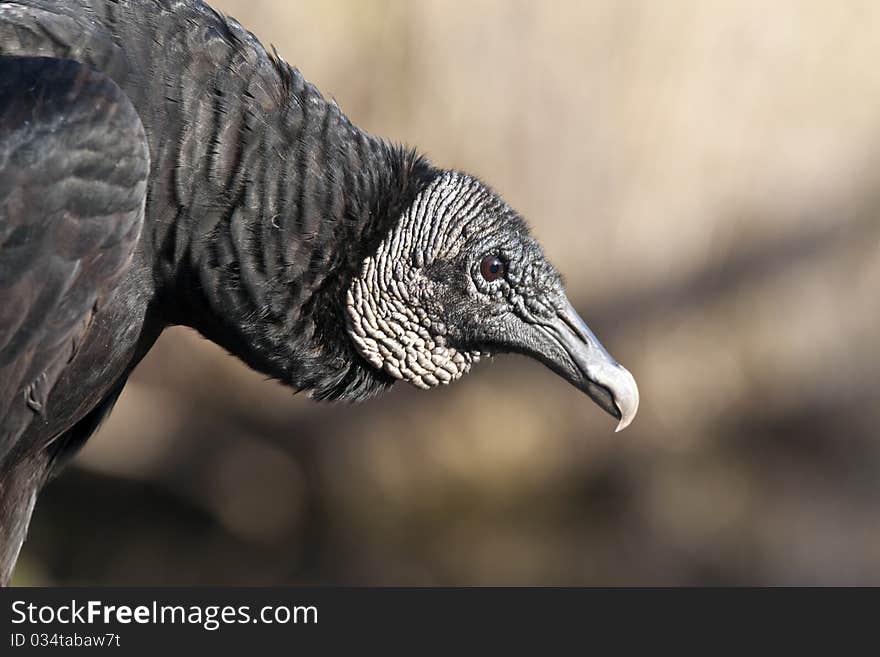 Black Vulture (Coragyps atratus)