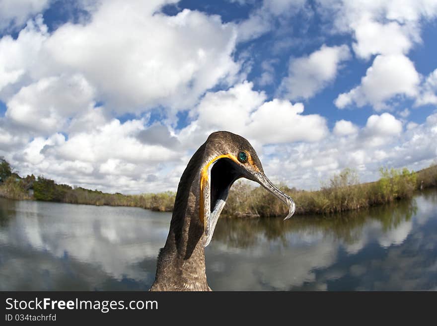 Great Cormorant (Phalacrocorax carbo) in Everglades National park in Florida