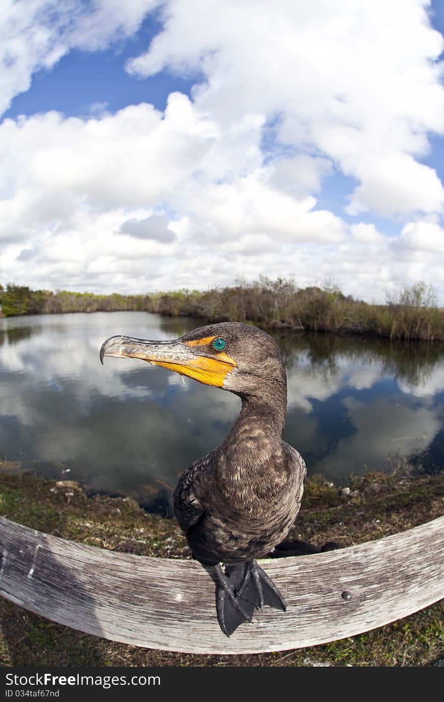 Great Cormorant (Phalacrocorax carbo) in Everglades National park in Florida