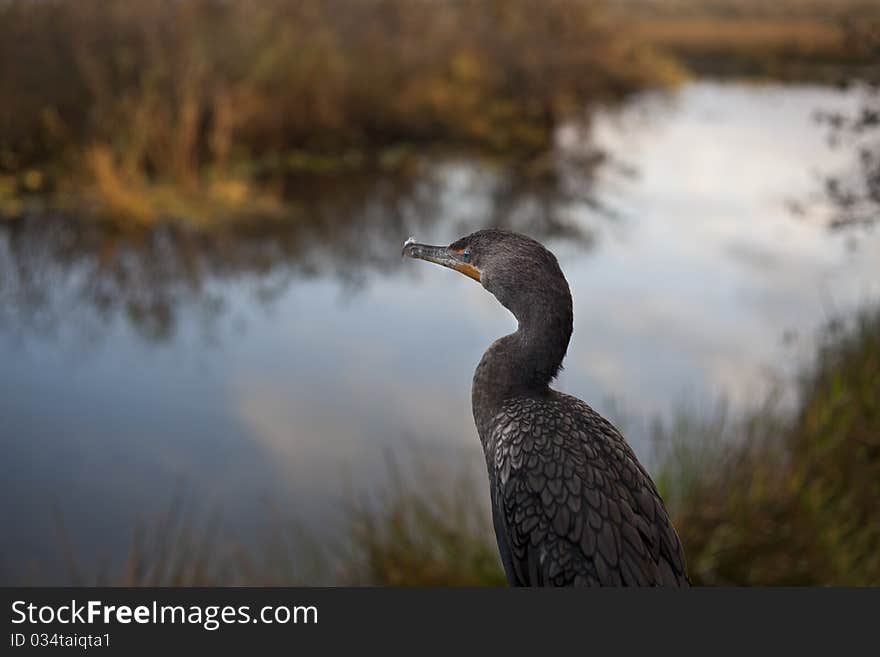 Great Cormorant (Phalacrocorax carbo) in Everglades National park in Florida