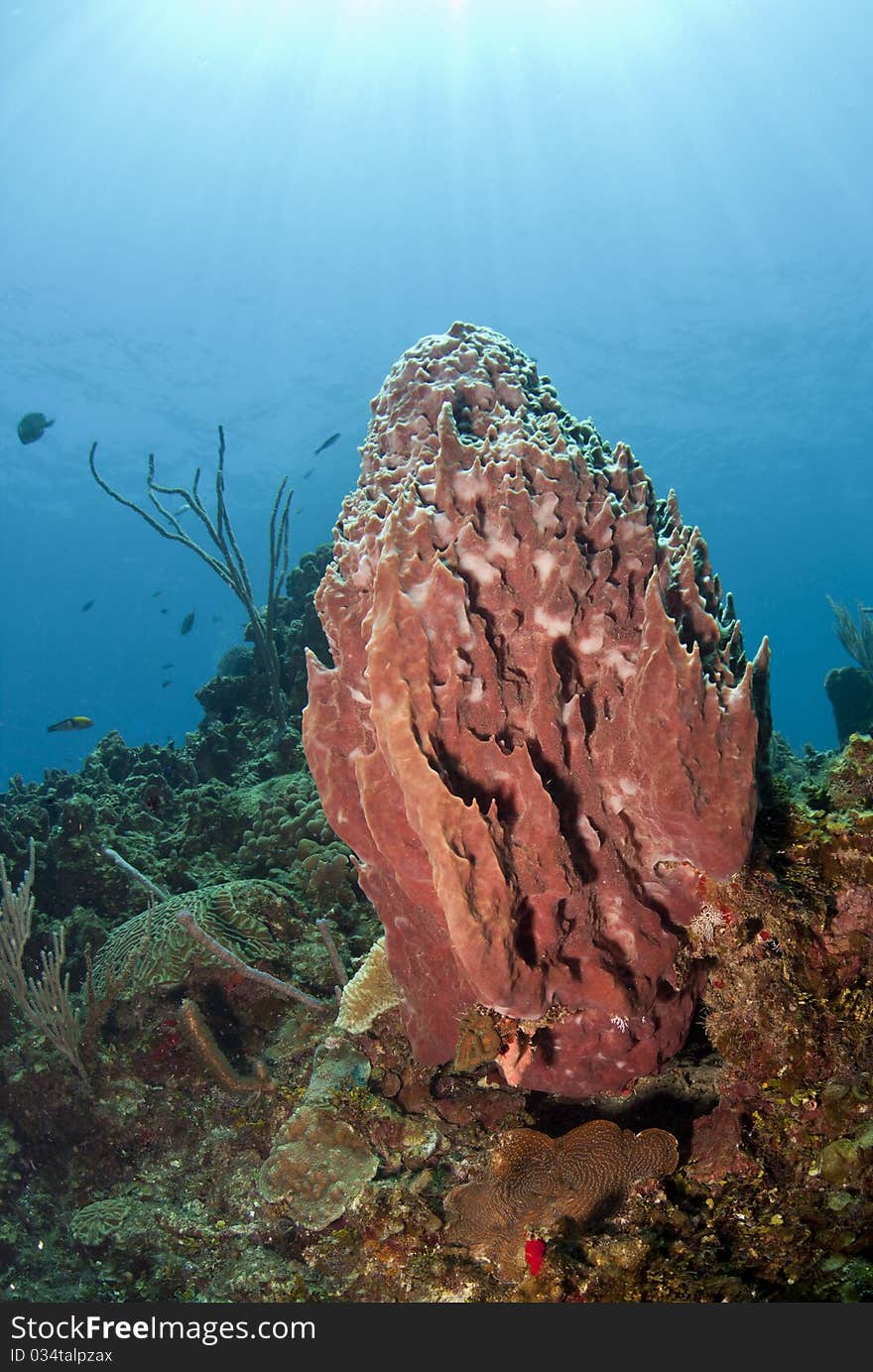 Underwater off the coast of Roatan Honduras a large barrel sponge on coral wall. Underwater off the coast of Roatan Honduras a large barrel sponge on coral wall