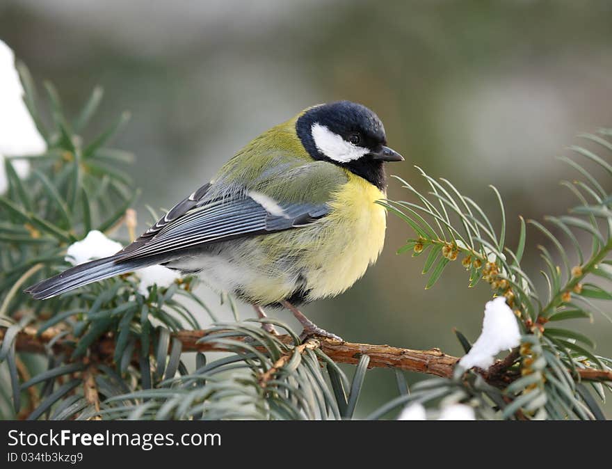 Great tit on fir branch