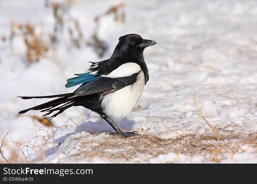 Magpie (pica pica) standing on snow. Magpie (pica pica) standing on snow