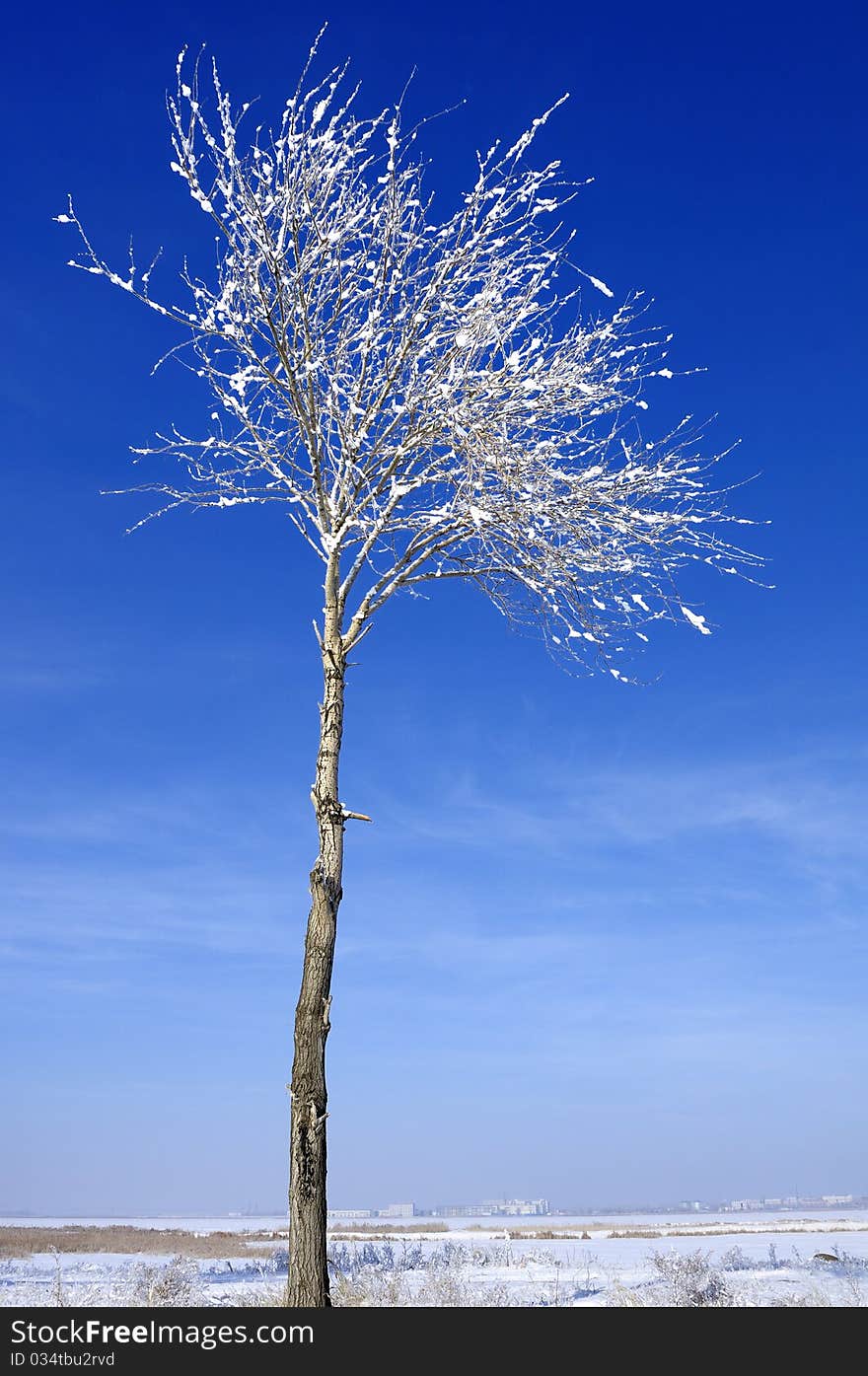 Hoar frost or a thin snow layer on trees against a blue sky. Hoar frost or a thin snow layer on trees against a blue sky