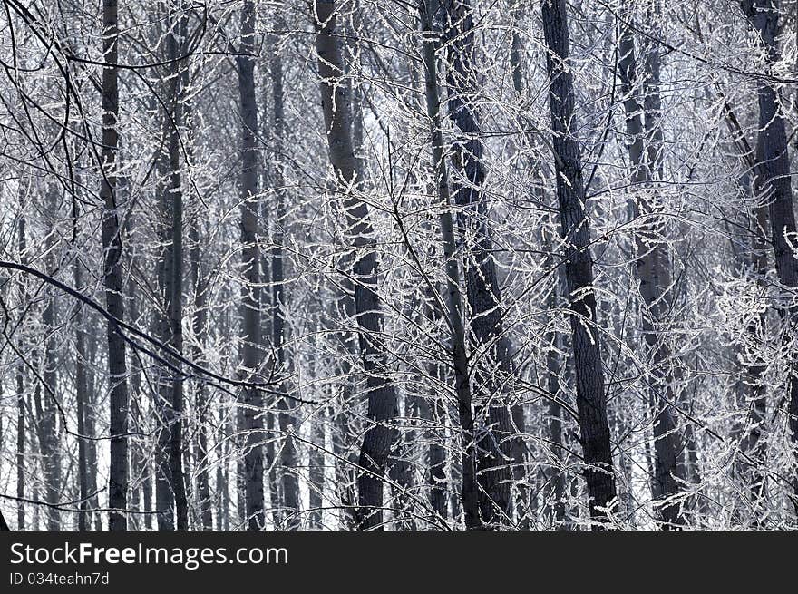 The cold winter, poplar branches condensed the white cream above. The cold winter, poplar branches condensed the white cream above