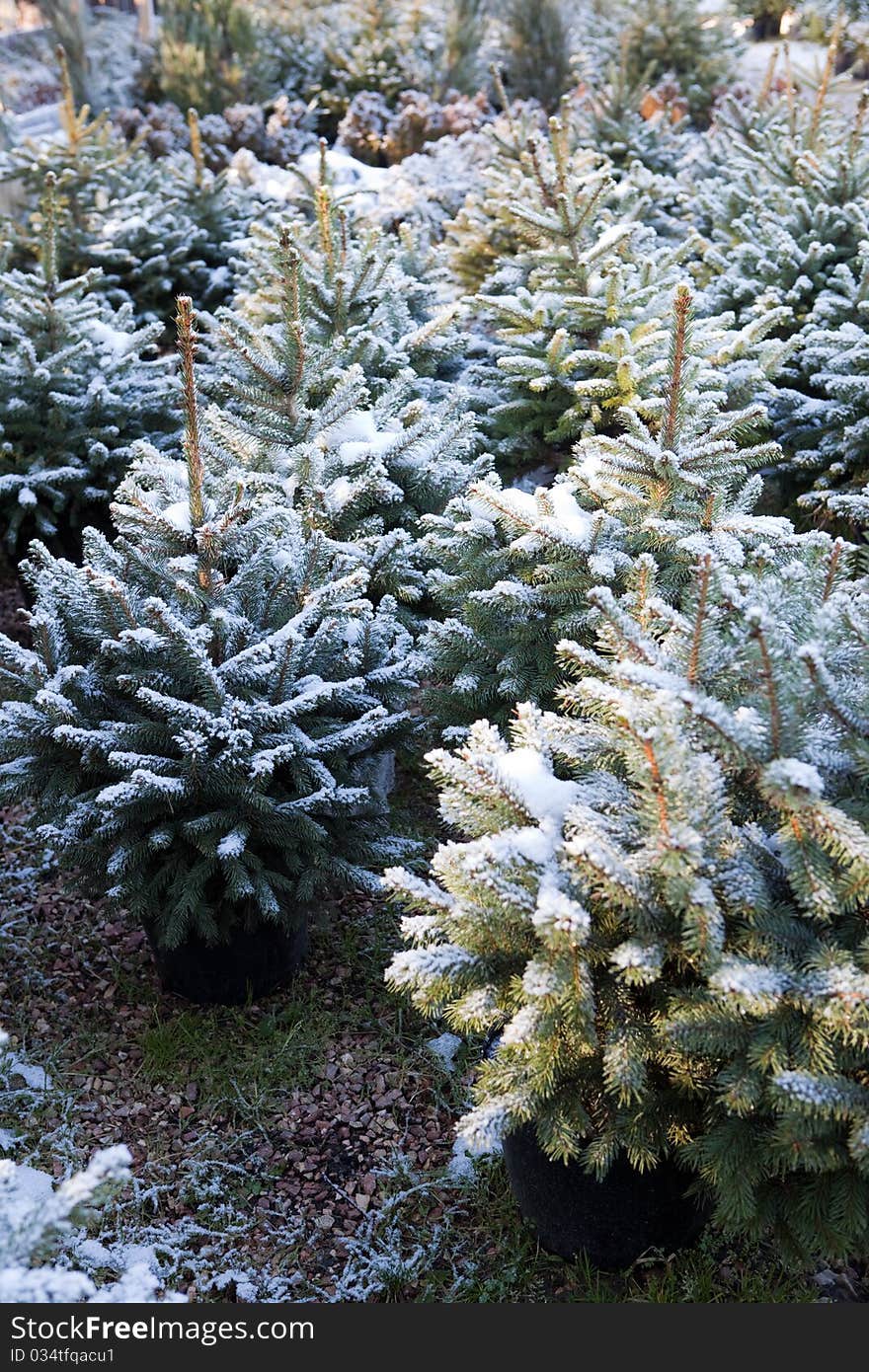 Seedlings of pines under the snow