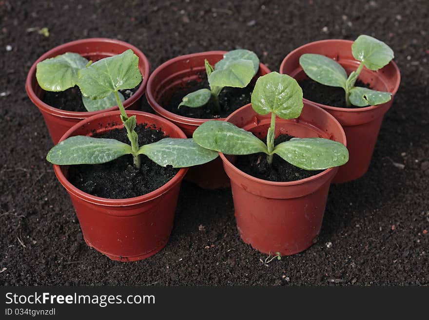 Vegetable seedlings closeup  in pots