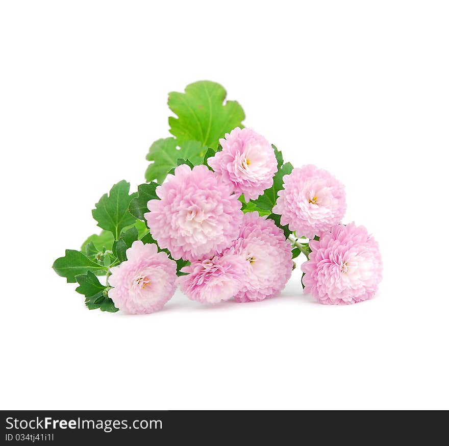 Pink daisy flowers isolated on white - close-ups