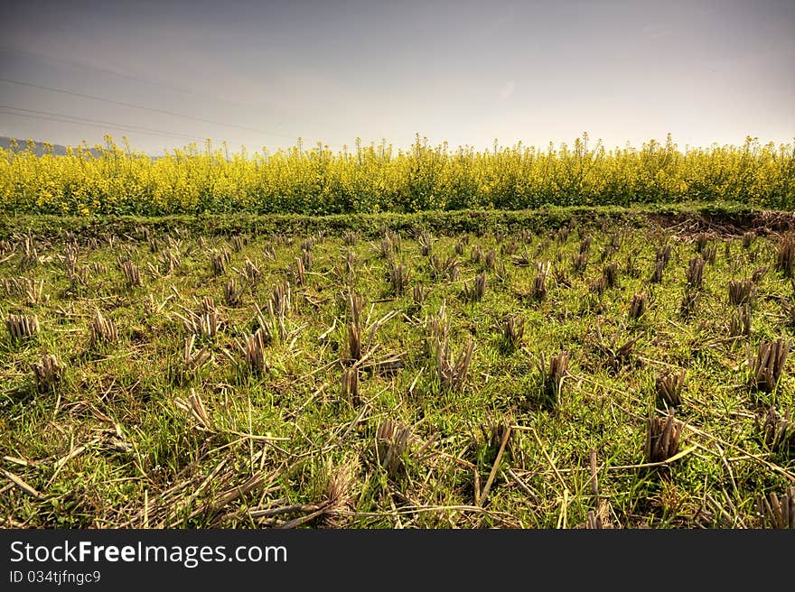 Aridity rape, rice field