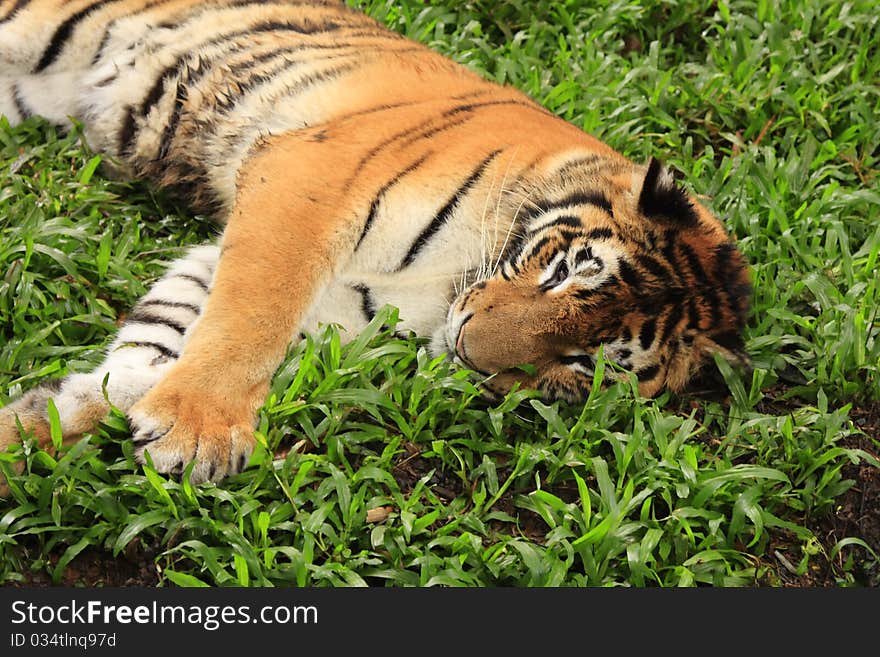 Lazy Tiger