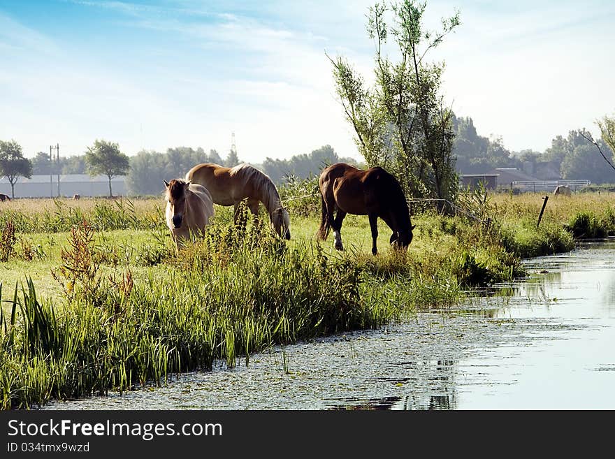 3 horses grazing at waterside. 3 horses grazing at waterside