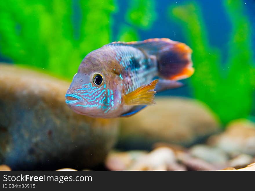 Colorful fish aquarium