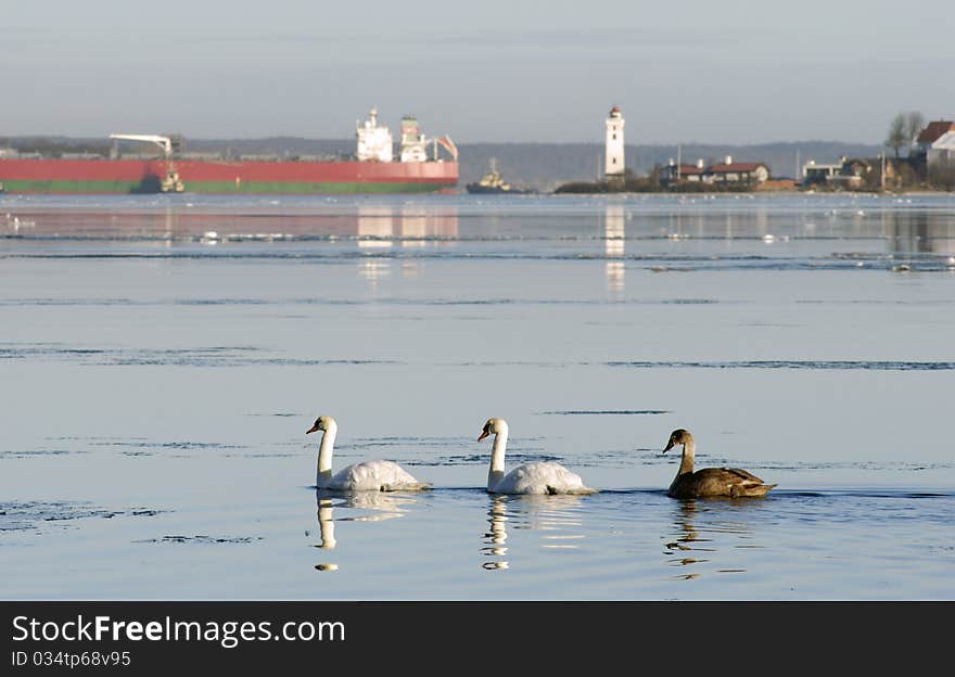 Three Swans on winter sea close to Fredericia and Strib lighthouse in Denmark.