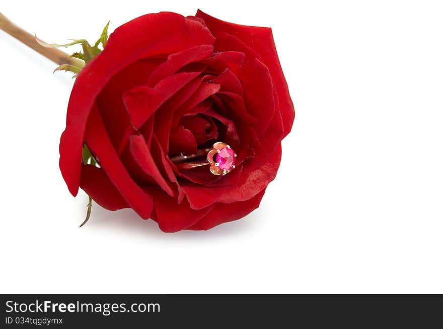 Ring with ruby in red roseon white background