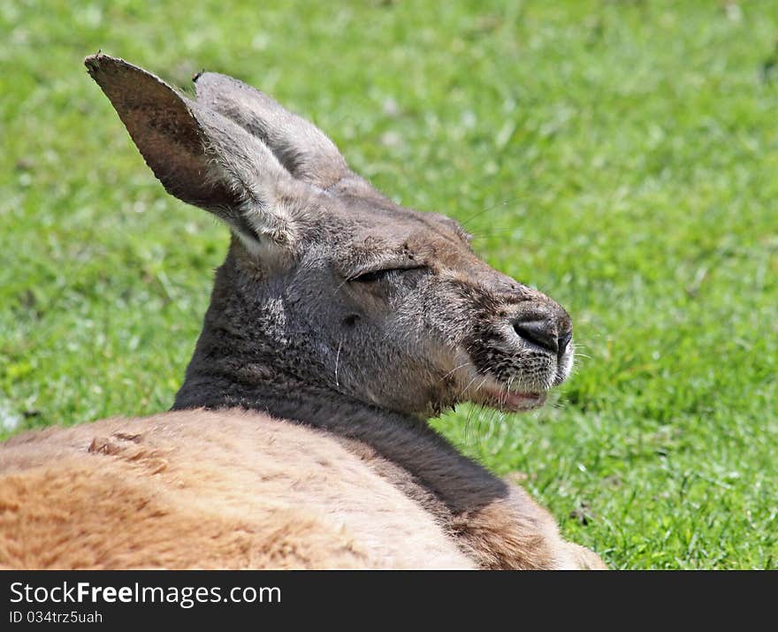 Close-up view of a sleepy Grey Kangaroo (Macropus giganteus). Close-up view of a sleepy Grey Kangaroo (Macropus giganteus)