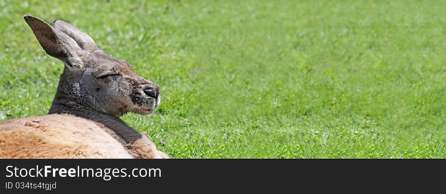 Portrait view of a sleepy Grey Kangaroo (Macropus giganteus) with copy space. Portrait view of a sleepy Grey Kangaroo (Macropus giganteus) with copy space