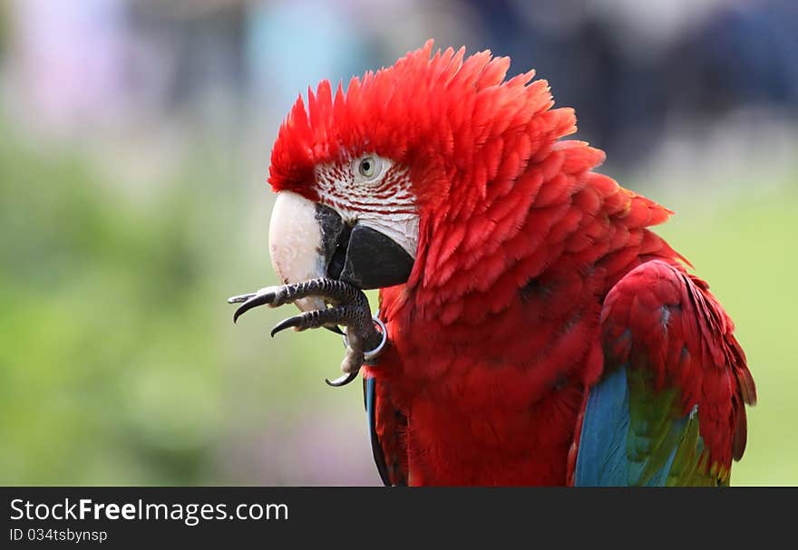 Close-up view of a Red-and-green Macaw with copy space. Close-up view of a Red-and-green Macaw with copy space