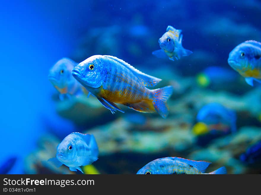 Colorful fish in aquarium saltwater world. Colorful fish in aquarium saltwater world