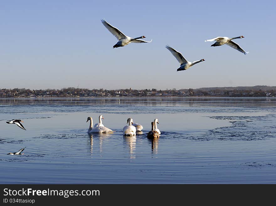 Birds flying and swimming