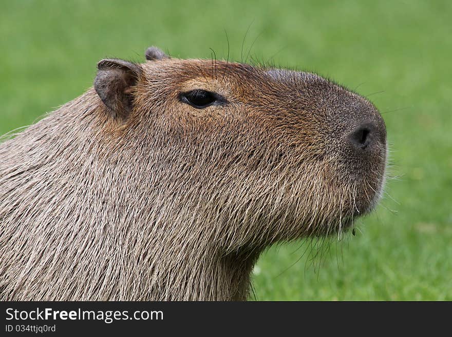 Close-up view of an adult Capybara. Close-up view of an adult Capybara