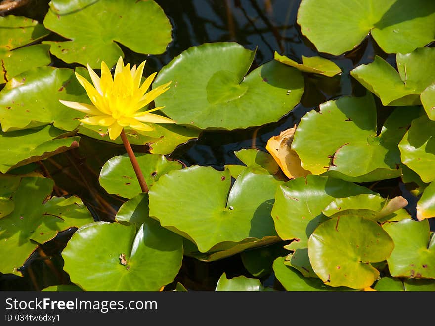 Yellow lily flower blooming on pond