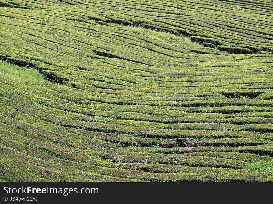 Tea fields at Sao Miguel (Azores Islands) 01. Tea fields at Sao Miguel (Azores Islands) 01