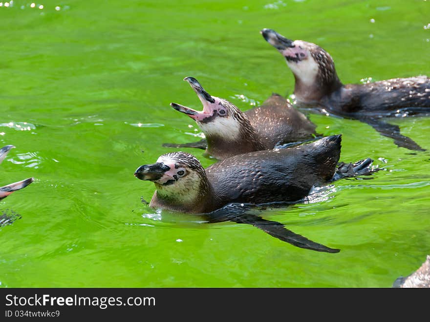 Penguins in the water at the zoo