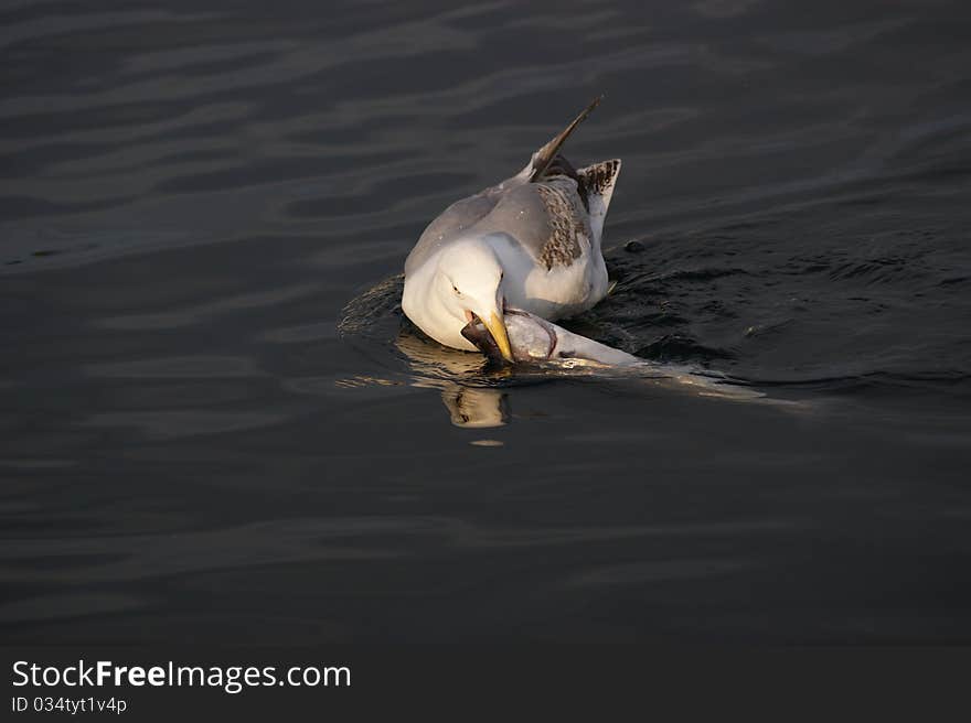 Gull on Atlantic ocean