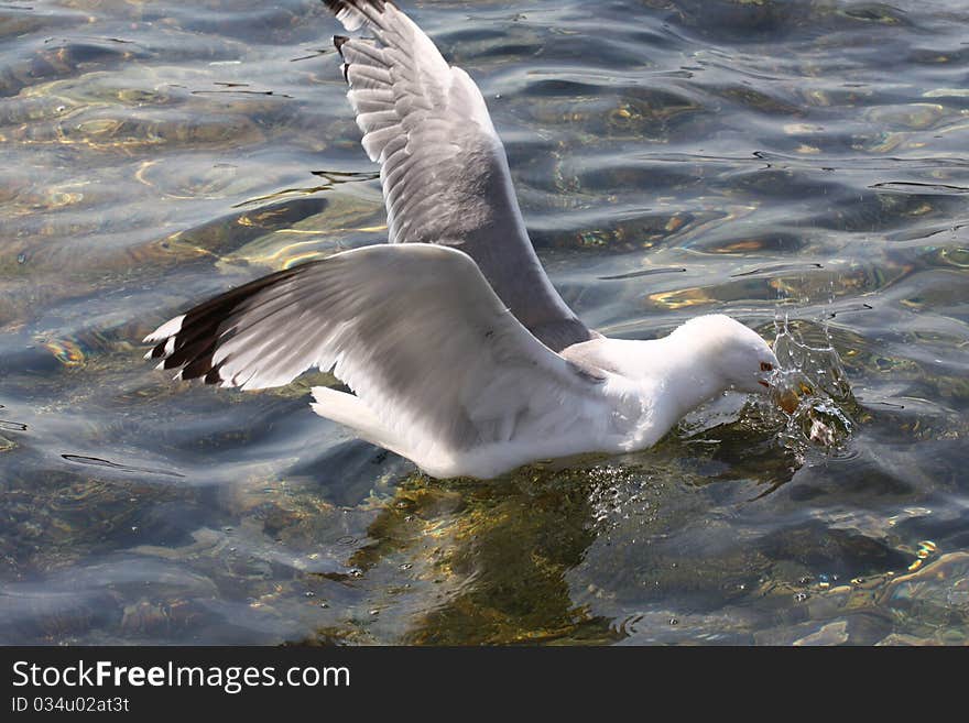 Gull on Atlantic ocean