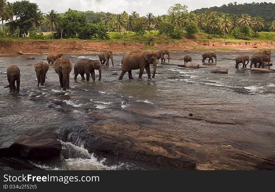 Walk of elephants in the river. Walk of elephants in the river