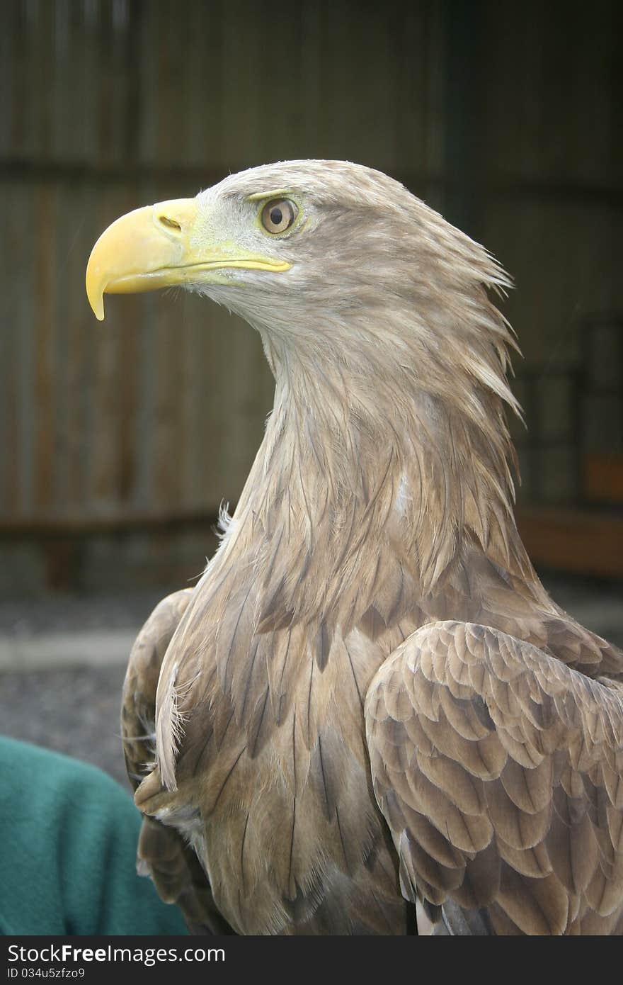 Profile view of the white tailed sea eagle. Profile view of the white tailed sea eagle