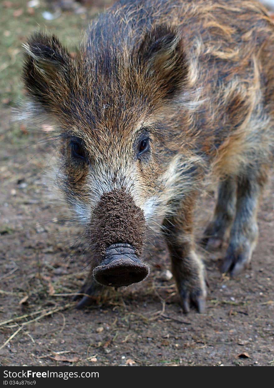 Young wild boar