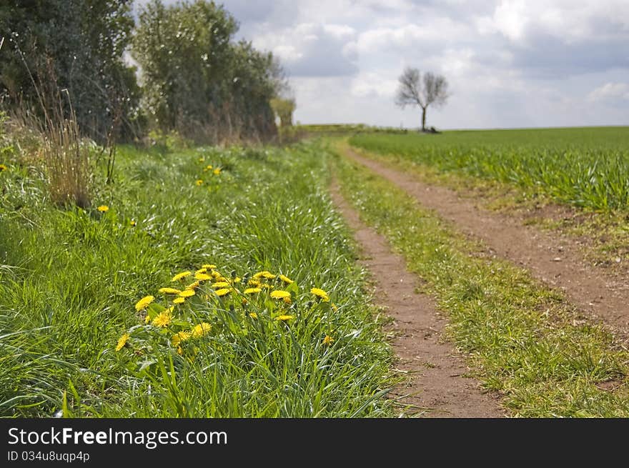 A road through the fields. A road through the fields