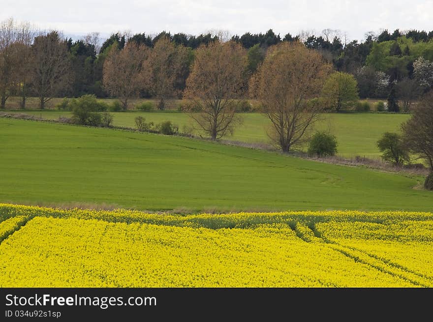 Rape fields in Shropshire, England.