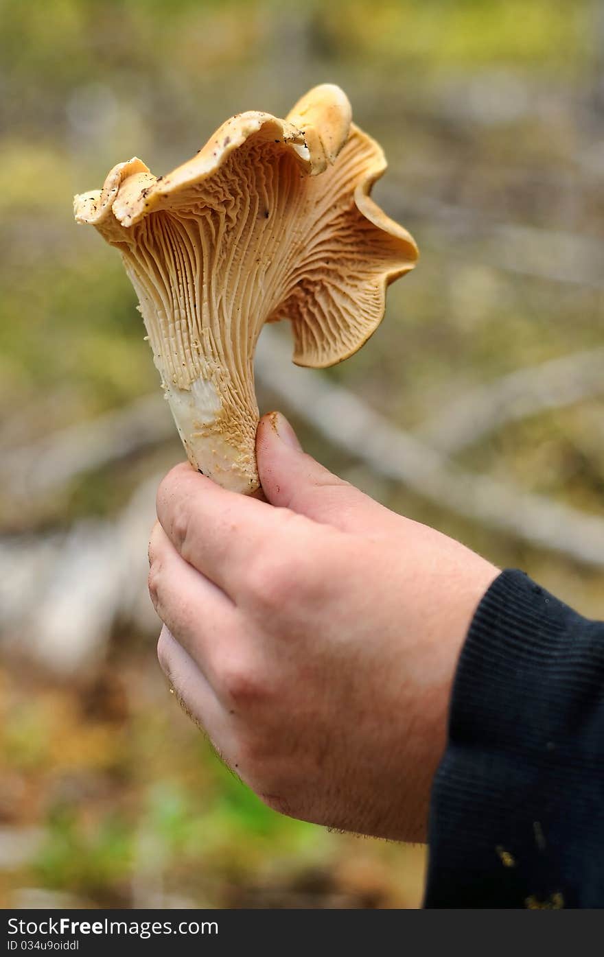 A closeup photograph of a Chanterelle Mushroom in the woods