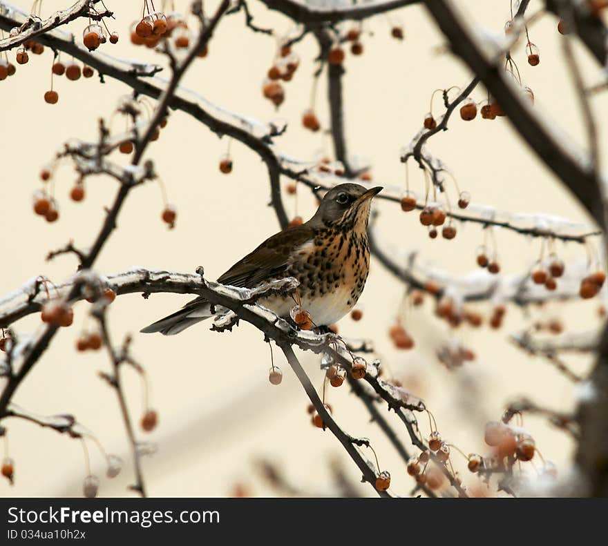 Ouzel-rjabinnik on a mountain ash branch