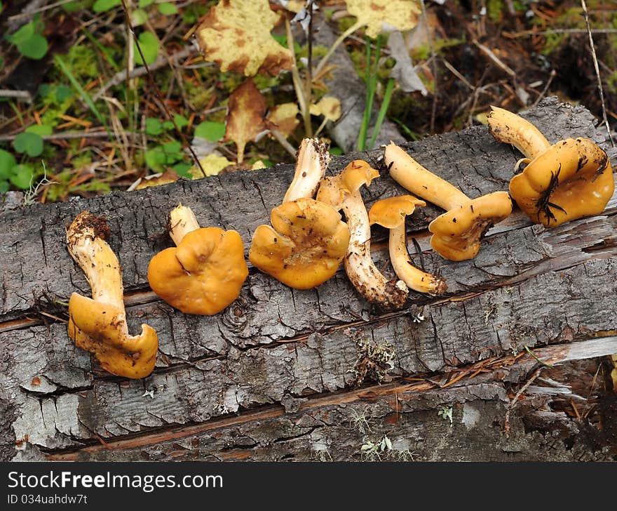 A closeup of a Cantharellus cibarius mushroom