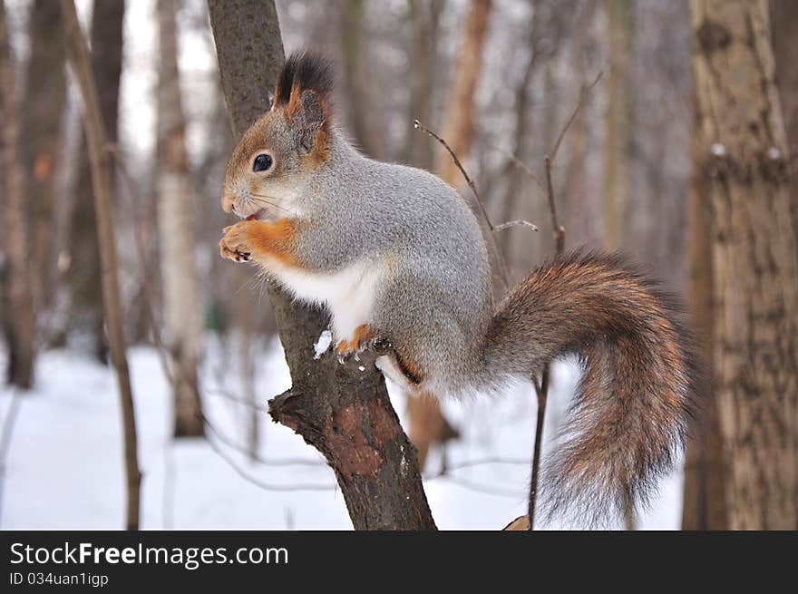 Red squirrel.