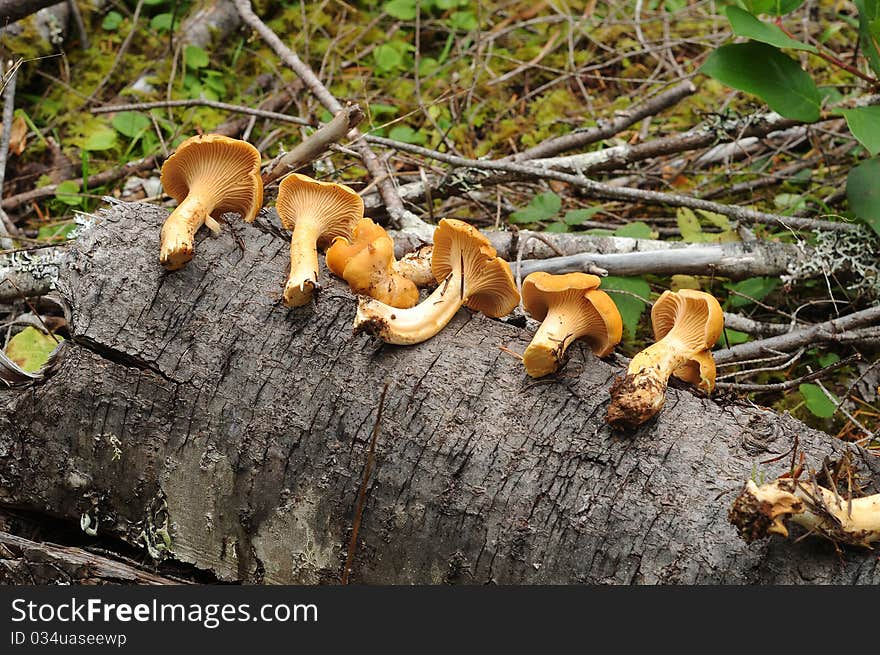 A closeup of a Cantharellus cibarius mushroom