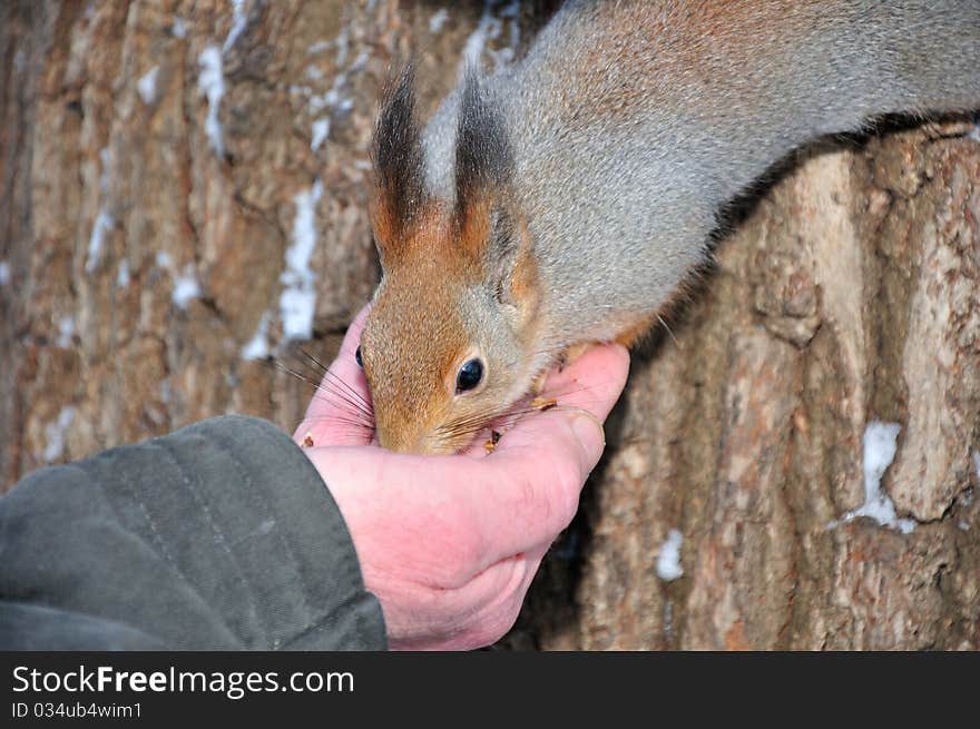 Red squirrel.