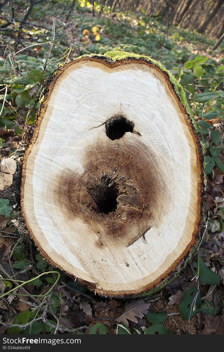 Close up of Tree Rings on Felled Stump