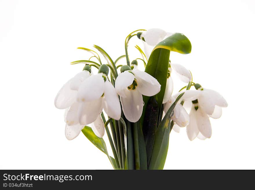 Snowdrops in backlight