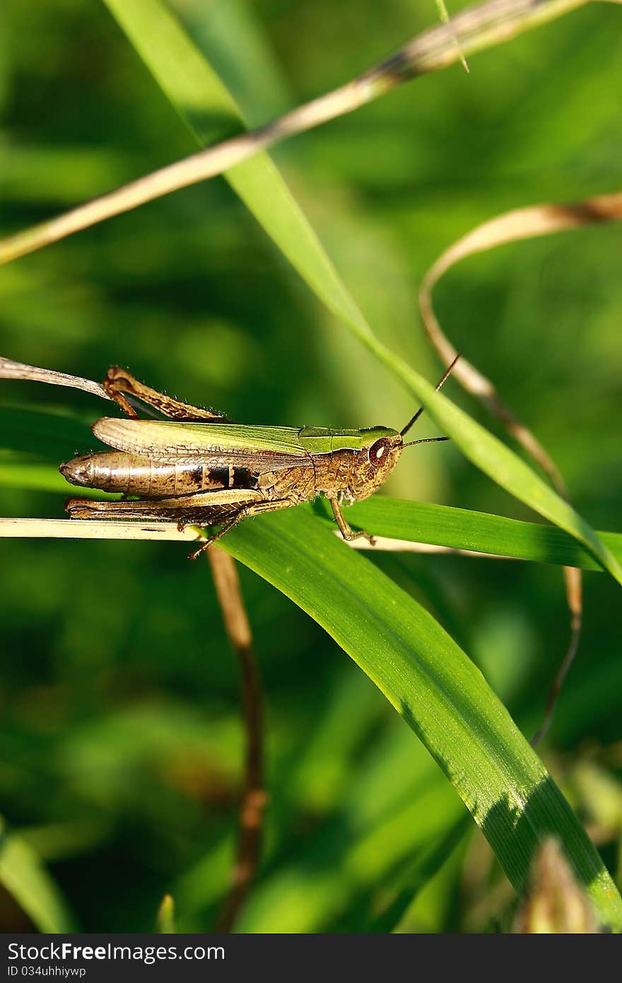 Grasshopper in the grass