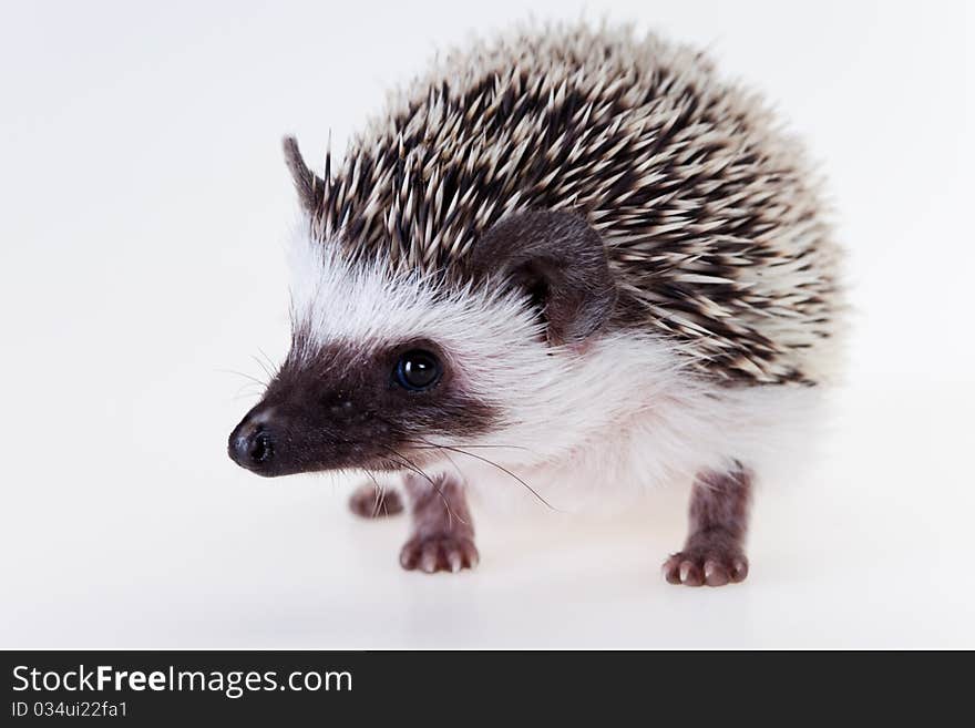 Cute baby hedgehog on white background. Cute baby hedgehog on white background.