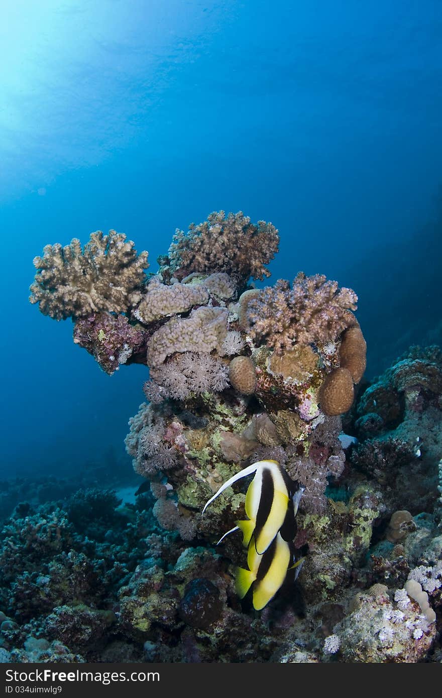 Coral reef in the Red Sea