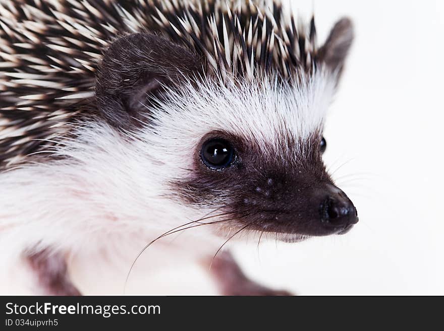 Cute baby hedgehog on white background. Cute baby hedgehog on white background.