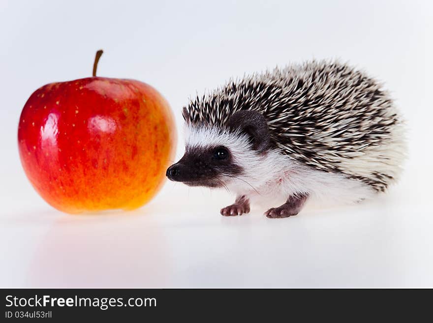 Cute baby hedgehog on white background. Cute baby hedgehog on white background.