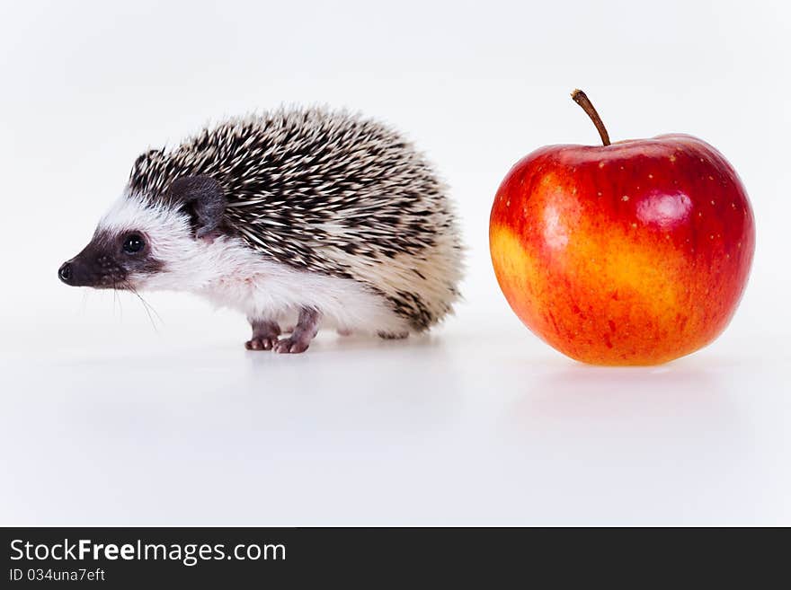 Cute baby hedgehog on white background. Cute baby hedgehog on white background.